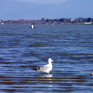 Huicholes gestionarán decreto pro Isla de Alacranes