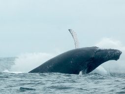 Las cuatro naciones enfatizaron que se oponen a la caza incluso con fines ''científicos''. ARCHIVO  /
