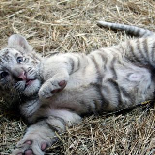 La UE dará dos millones a la Interpol