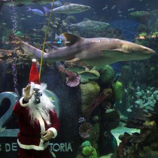 Santa Claus nada con tiburones en Veracruz