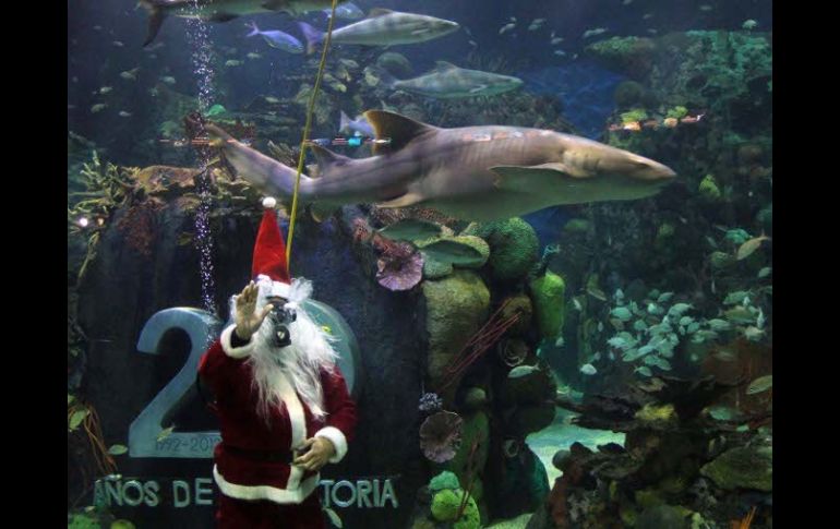 La directiva del lugar decidió sumergir a un buzo profesional disfrazado de Papá Noel. EL UNIVERSAL  /