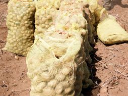 Las papas absorben y reflejan señales casi de la misma manera que lo hacen los cuerpos humanos. ARCHIVO  /