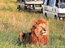 Con causa. Lion Park es un parque ecoturístico en Sudáfrica que busca proteger al león blanco, el chita y al perro salvaje.  /