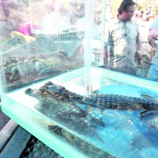 Persiste tráfico de fauna silvestre en ''El Baratillo''