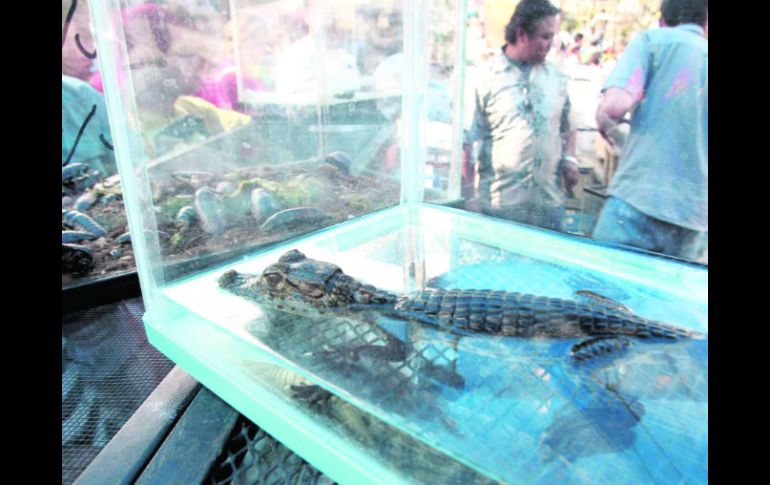 Comerciantes de especies silvestres de El Baratillo ofrecen, en la vía pública, animales como si fueran mascotas exóticas.  /