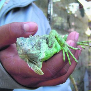 Venta ilegal de fauna propicia su maltrato