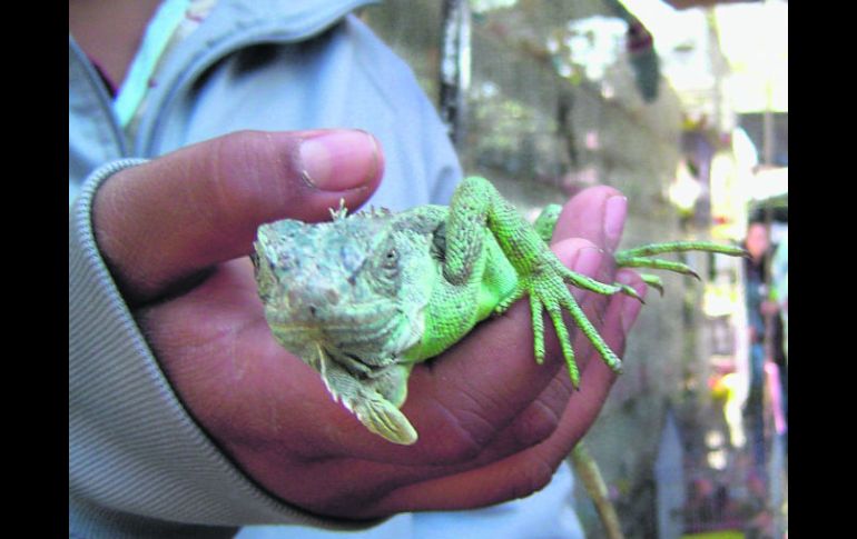 Domingo a domingo. En ''El Baratillo'', el tianguis más largo de Guadalajara, decenas de personas comercian animales silvestres.  /
