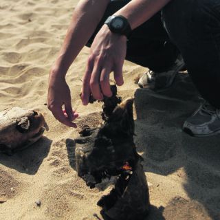 Ecosistemas marinos y la vocación de rescate