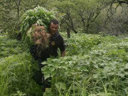 Encontraron una tonelada 287 kilos 600 gramos entre la maleza. ARCHIVO  /
