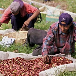 El café mexicano aumenta su ritmo exportador