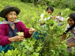 Se reconoce la legalidad de 12 mil hectáreas de coca para usos tradicionales del país. ARCHIVO  /