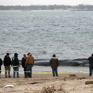 Ballena de 18 metros aparece varada en playa de Nueva York