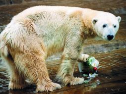 El calor afectó su capacidad de regular su temperatura corporal. EFE  /