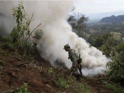 Según informe, el número de plantíos de mariguana destruidos suman un total de 13 mil 264 hectáreas. ARCHIVO  /