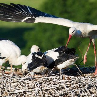Muere en España la cigüeña Max