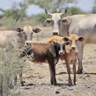 Urge intermunicipalizar el combate a tuberculosis bovina