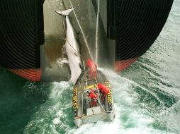 Activistas de Greenpeace tratan de evitar la labor del barco ballenero Nisshin Maru. ARCHIVO  /