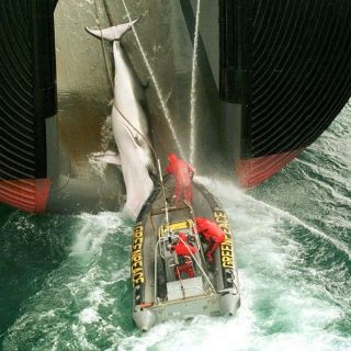 Flota ballenera japonesa zarpa hacia Antártida