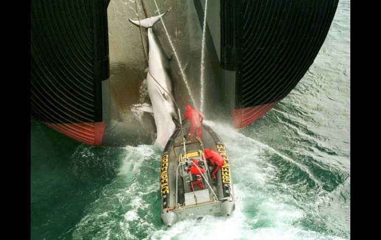 Activistas de Greenpeace tratan de evitar la labor del barco ballenero Nisshin Maru. ARCHIVO  /