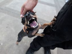 Las reformas que buscan proteger a los animales entrarán en vigor en cuanto sean publicadas en la Gaceta oficial. ARCHIVO  /