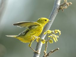 En este último año se identificaron en el país andino un total de ocho especies nuevas. ARCHIVO  /
