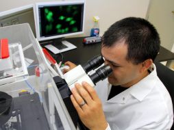 Las pruebas hechas revelaron que la madera tiene su origen en enormes y viejos robles que fueron talados en el neolítico. ARCHIVO  /