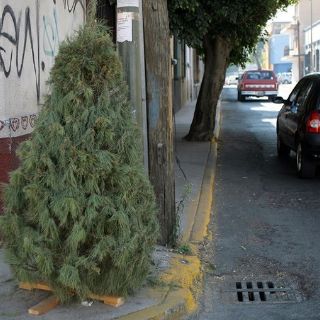 Realizan campaña de acopio de árboles navideños en Zapopan