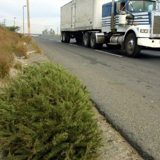 Recolectarán árboles navideños desde el 7 de enero en Tlaquepaque