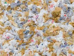 Las bolsas plásticas son causa de muerte de animales marinos y terrestres. ARCHIVO  /