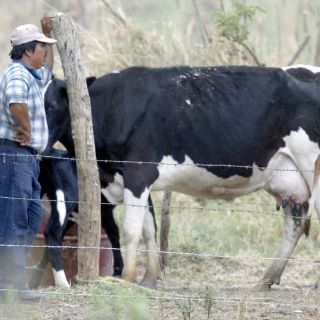 Zapopan actualiza información de ganado con tuberculosis