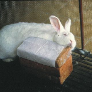 Vinculan la ciencia con la cunicultura