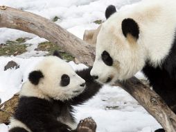 Los investigadores aún creen que existen más misterios en la sangre del panda. ARCHIVO /