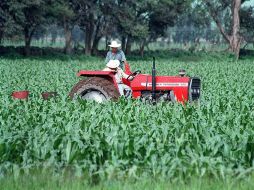 Las precipitaciones pluviales ayudaron a zonas donde siembran frijol y maíz. ARCHIVO /