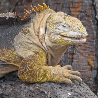 Culpable un alemán de tráfico de especies