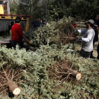 Realizan reciclaje de árboles navideños en ZMG