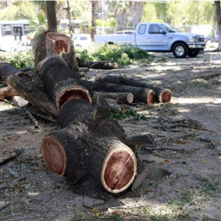 Autoridades tapatías identifican a seis grupos de taladores clandestinos