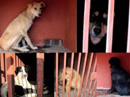 Hoy se capturaron 25 perros que deambulaban por el lugar donde fueron encontrados cuatro cadáveres. SUN /