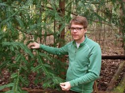 Buscan cultivar ejemplares sanos de esta conífera a partir de semillas sanas. EFE /