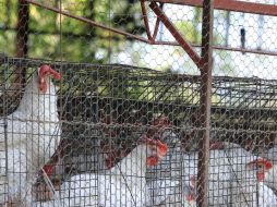 La Sagarpa confirma brote de gripe aviar en Aguascalientes ARCHIVO /