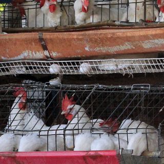 Descartan alza de precios por nuevo brote de gripe aviar