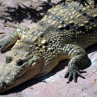 Cocodrilo cuidaba plantío de mariguana en California