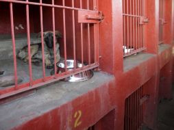 La conducta observada en los canes capturados por la Brigada de Vigilancia Animal fue de pasividad y ninguno es agresivo. ARCHIVO /