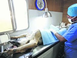 En el DF, autoridades iniciaron campañas de esterilización para controlar las poblaciones caninas y felinas. SUN /