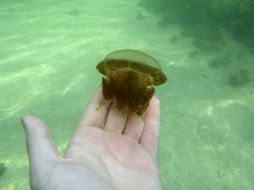 Los singulares animales conviven con humanos sin provocar ninguna molestia. EFE /