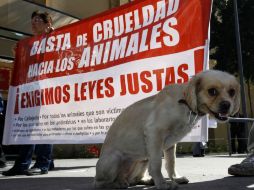 Asociaciones se manifiestan a favor de los perros inculpados. NTX /