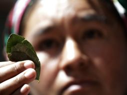 El mascado de coca es una práctica ancestral en el país y común en indígenas y obreros. ARCHIVO /