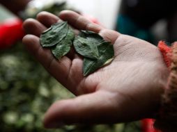 La ONU aceptó el pedido boliviano para que se permita el mascado de coca en el país. AP /