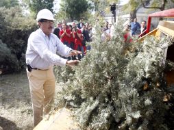 Cada árbol recuperado será llevado a los viveros municipales de la Dirección de Parques y Jardines.  /