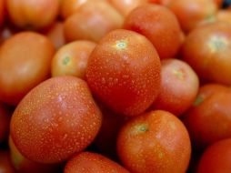 El jitomate mexicano, a punto de viajar al extranjero para enviar divisas. ARCHIVO /