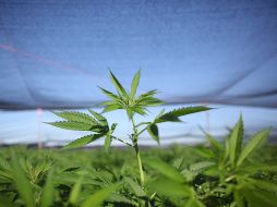 La operación se centraba en cultivar y distribuir mariguana. ARCHIVO /